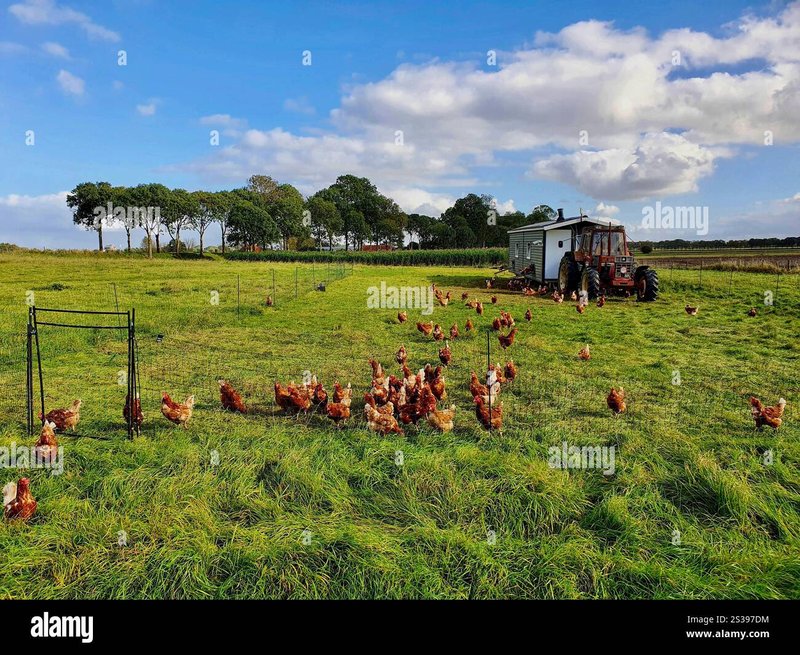 Netherlands - chicken road online